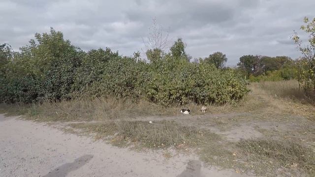 с. Новоселица..Железнодорожный переезд смотреть онлайн