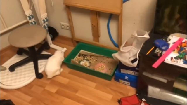 Декоративные кролики на свободе. Содержание и разведение кроликов. Веселые кролики. Дачная Жизнь ТВ смотреть онлайн