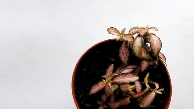 Уход за ослабленной ФИТТОНИЕЙ и новые приобретения смотреть онлайн