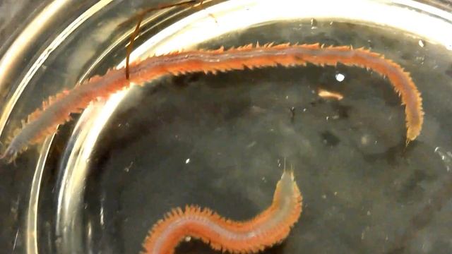 Nereis (pile worm/clam worm) смотреть онлайн