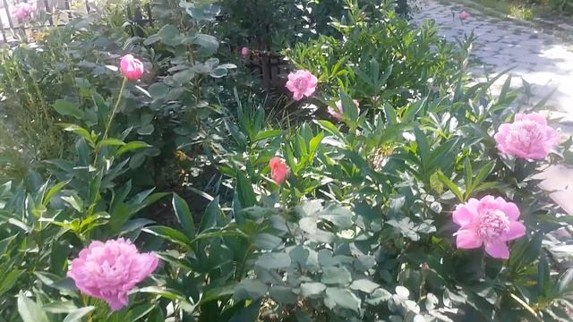 МОЙ ЛЮБИМЫЙ ПАЛИСАДНИК ! ❤ ПИОНЫ - СИМВОЛ ЛЮБВИ! КРАСОТЫ И БОГАТСТВА ! ! !❤ смотреть онлайн