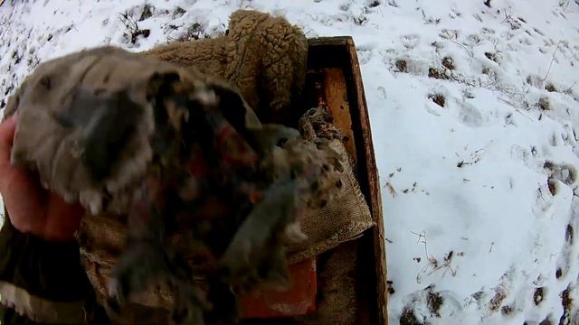 Если клуб пчел образовался у задней стенки. смотреть онлайн