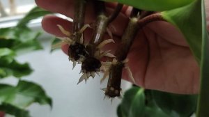 Пеперомия Магнолиелистная. Размножение.