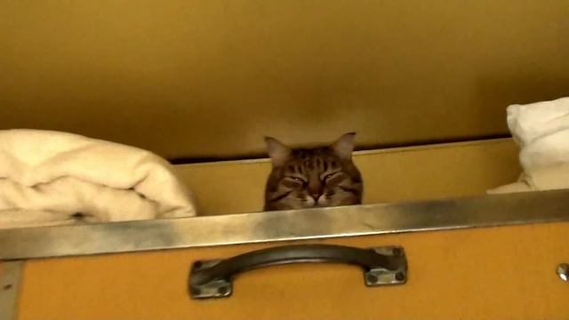 Кошка в поезде: как перевозить летом 2016 смотреть онлайн