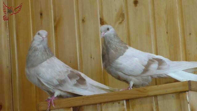 Голубки несут неоплодотворенные яйца.(причина найдена и устранена). смотреть онлайн