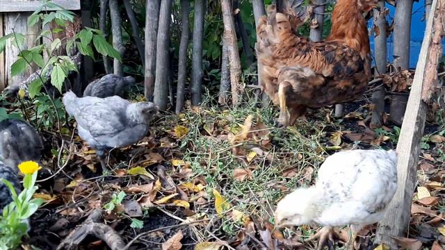 заниматели