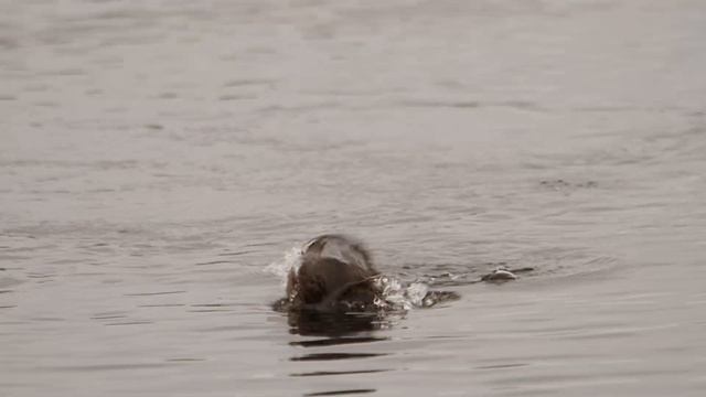 Dunsapie Loch Otter 2 смотреть онлайн