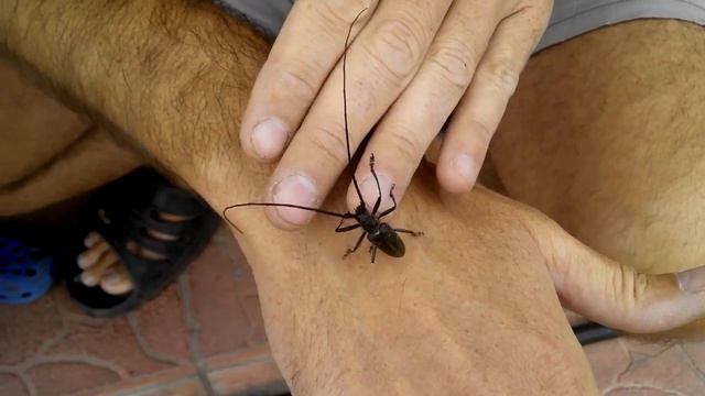 Жук усач, чем опасен, как бороться смотреть онлайн