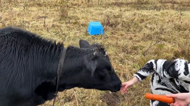 Тёлочка Дхамини любит общаться и вкусняшки #animal #животные #коровы #телёнок смотреть онлайн