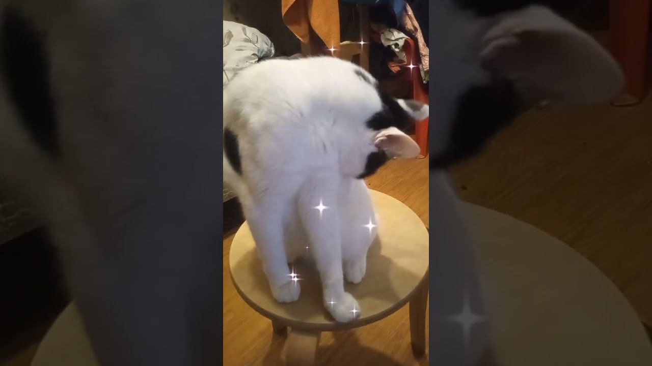 У Вас Августянка - скоро август. У Марсика день рождения. #кот #cat #питомцы #милота #лето2023 смотреть онлайн