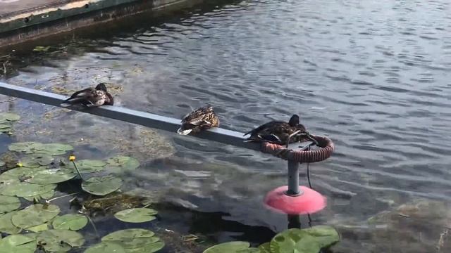 The wonder of Masuria! Mazury Kraina Tysiąca jezior ? #mazury #nature смотреть онлайн