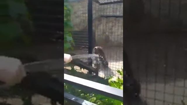 Мушкетеры стали похожи на Портоса) Тайган смотреть онлайн