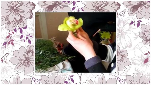 Орхидея в коробочках смотреть онлайн