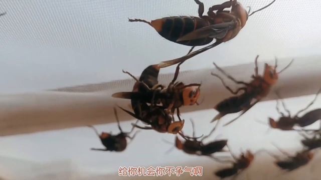 GIANT HORNET NEST REMOVAL,VESPA MANDARINIA,ASIAN MURDER HORNET,HORNET KING,BIG WASP NEST смотреть онлайн