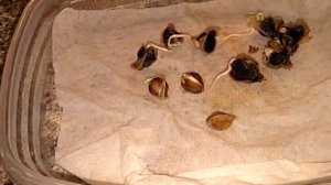 Выращивание моринги масличной(часть вторая)