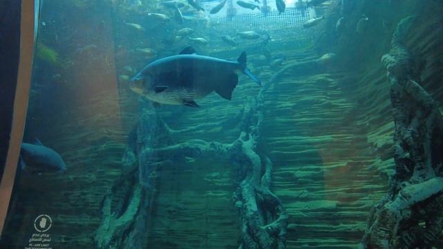 The Green Planet, Dubai_Ботанический сад "Зелёная Планета Дубай" смотреть онлайн