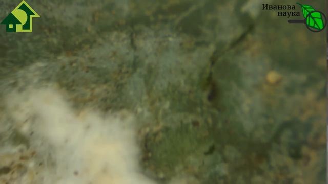 Пятна, плесень, гниль, порча на тыкве, кабачке, моркови, капусте. Можно такое есть и компостировать смотреть онлайн