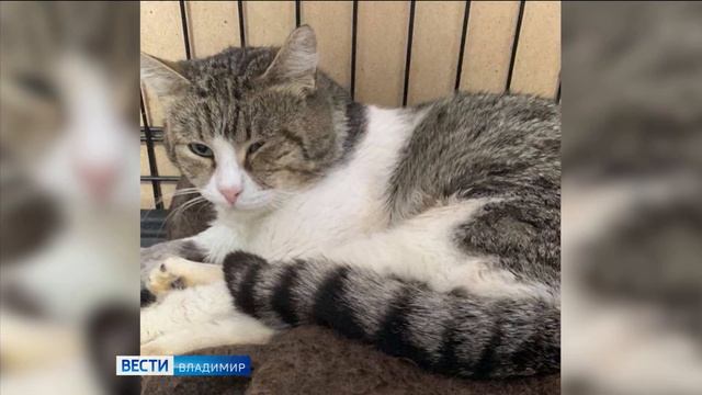 Во Владимирской области нашли кота Гришу, сбежавшего при перевозке смотреть онлайн