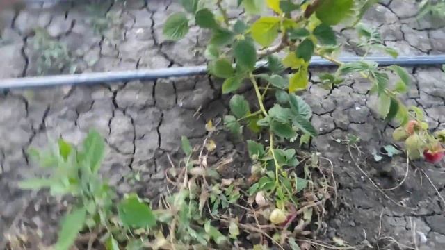 Малина сорт Венге первые сигналки смотреть онлайн