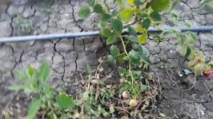 Малина сорт Венге первые сигналки