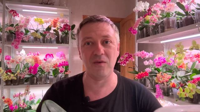 корни ОРХИДЕЙ без грунта и горшков / ПОЧЕМУ я не сажаю так орхидеи смотреть онлайн