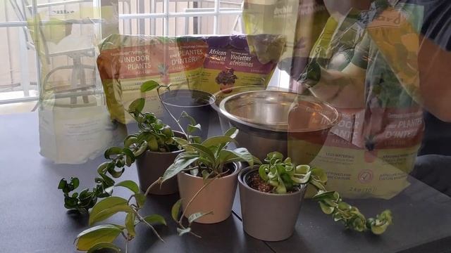 REMOVE Pests Before Repotting | ?? | Hoya Carnosa & Hoya Compacta Care Tips смотреть онлайн