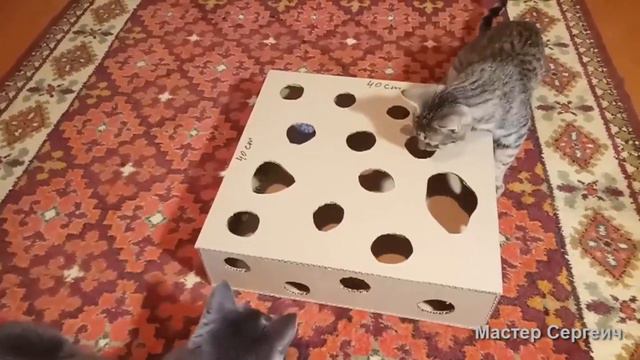 Мои котейки весело играют смотреть онлайн