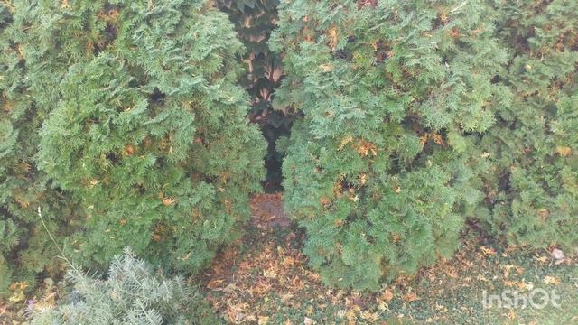 Хвоепад туй - проблема или сезонность? смотреть онлайн