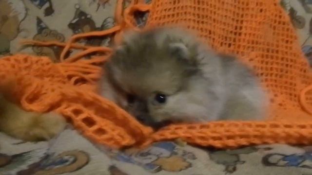 Миниатюрный померанский шпиц продается смотреть онлайн