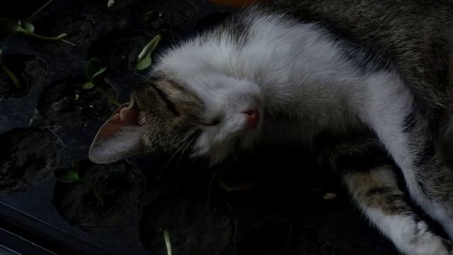 На чем любят спать кошки смотреть онлайн