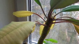 Молочай беложилковый апрельский листопад массово желтеют листья??