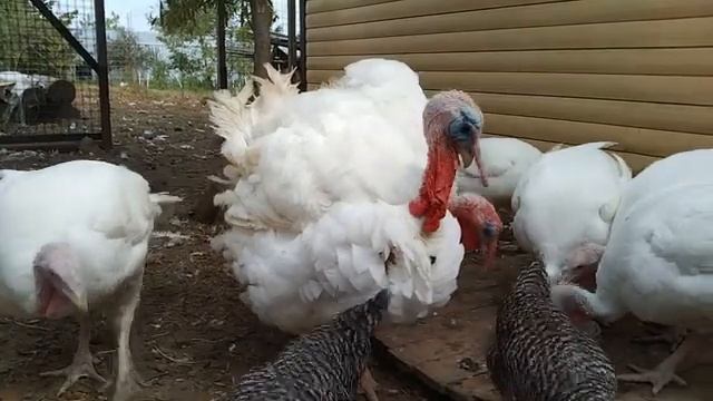 Индюки тяжелого кросса хайбрид конвертер 18 недель смотреть онлайн