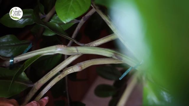 Tutto sulla ZAMIOCULCAS | Cura, coltivazione e propagazione смотреть онлайн