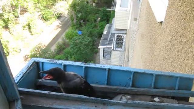 Вороненок в клумбе на балконе - прихорашивается/ест/спит смотреть онлайн