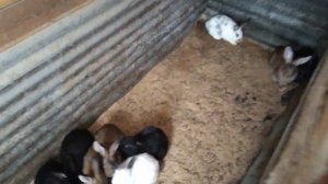 Комбикорм для кроликов или чем я кормлю кроликов.