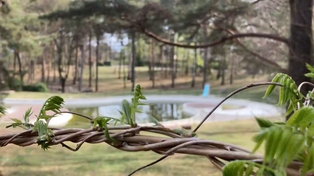 Самый вкусный соус из одуванчиков☀️?