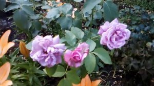 Роза ч/г Charles de Gaulle Мейян и роза ч/г Alliance японская    #розы #лилии #мойсад #июль2020