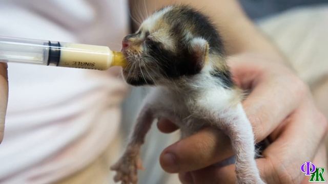 Роды для КОШКИ стали трагедией, она мучилась почти сутки. А когда родился КОТЁНОК, перестала дышать смотреть онлайн