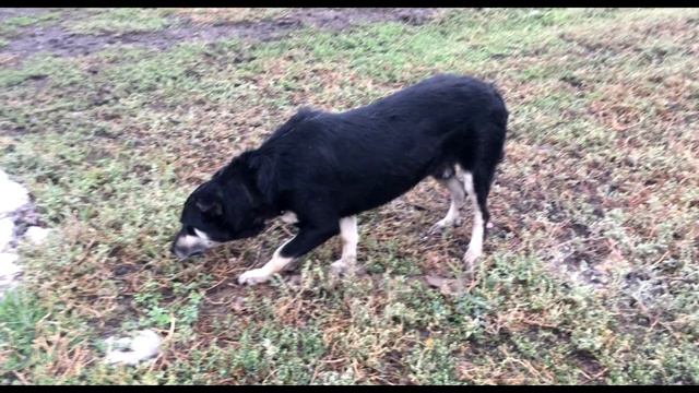 Приютский пес не хотел смотреть никому в глаза. Только…! смотреть онлайн