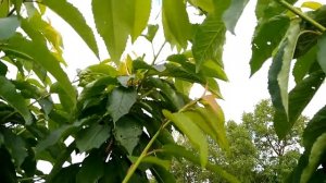 Формировка черешни по системе KGB