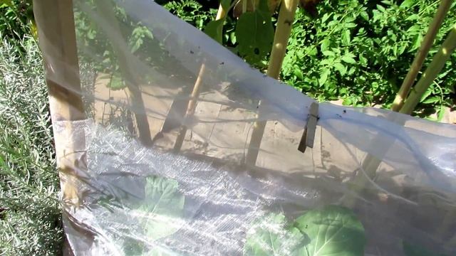 Four Ways To Grow Fall Cool Weather Crops & A GreenStalk Tower Give-Away: Using Garden Insect Mesh смотреть онлайн