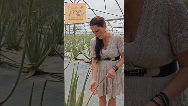 Warum die Bio-Aloe Vera so gut für Haut & Haare ist 🙏 смотреть онлайн