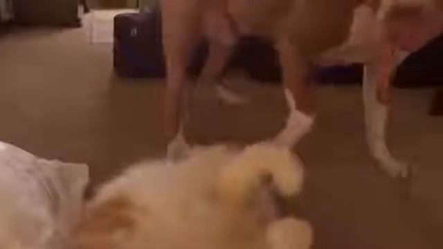 Cats or dogs Pearce fights against Stafford .. смотреть онлайн