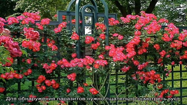 Плетистые розы – уход и посадка растения смотреть онлайн