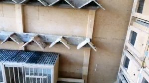 Мои племенные голуби. Уды и Сизые. Голубевод Sergej и Alex Peters. Germany. Pegions