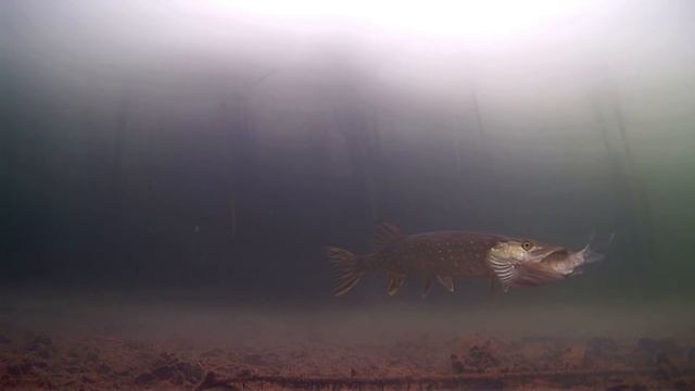 Щука ест Карася на КАМЕРУ! Зимняя рыбалка на жерлицы! Подводная съемка смотреть онлайн