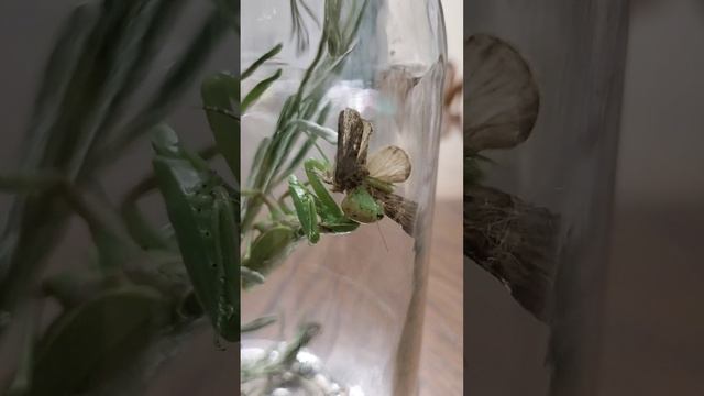 НЛО Богомол ЖЁСТКАЯ СЦЕНА