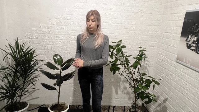 Фикус каучуконосный. Фикус эластика сбрасывает листья. Уход. смотреть онлайн