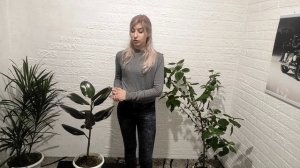 Фикус каучуконосный. Фикус эластика сбрасывает листья. Уход.