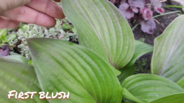 Хоста First blush... фиолетовый окрас листьев весной...#hosta#purple#first#blush#весна# смотреть онлайн